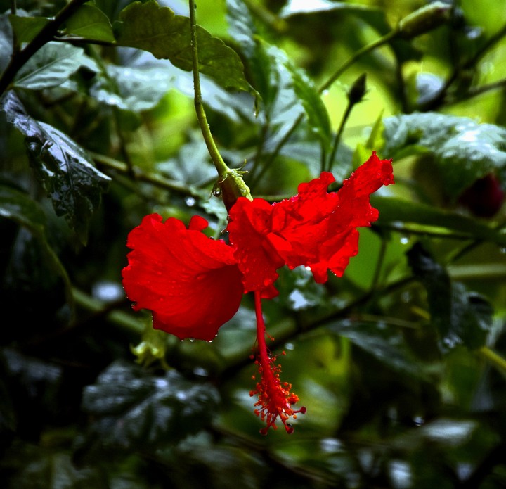 flower