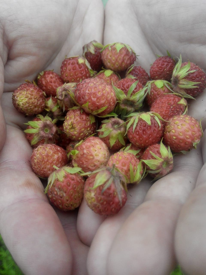 strawberry