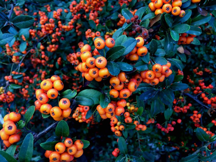 Fall