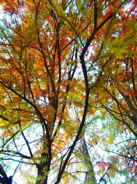 tree autumn