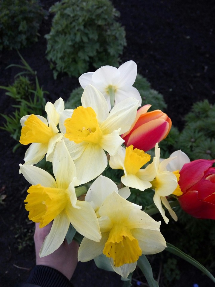 Flowers