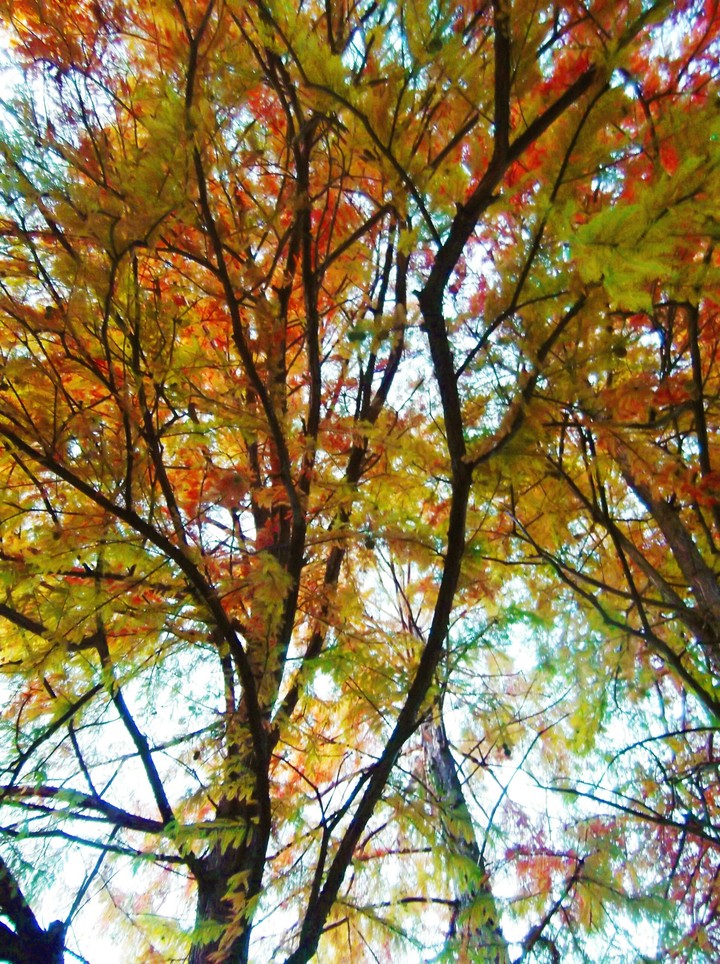 tree autumn