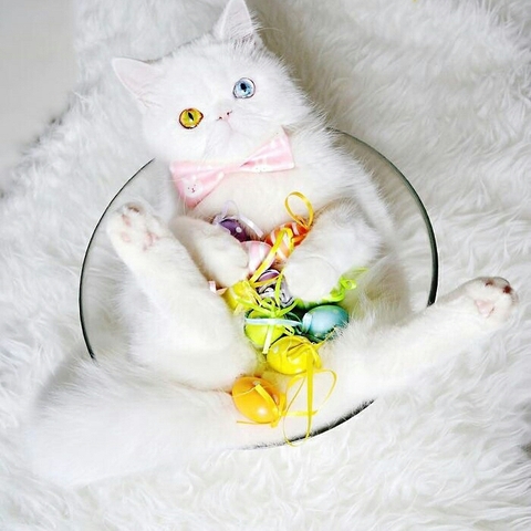 carnivoran, whiskers Hintergrundbilder