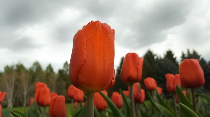 Tulip