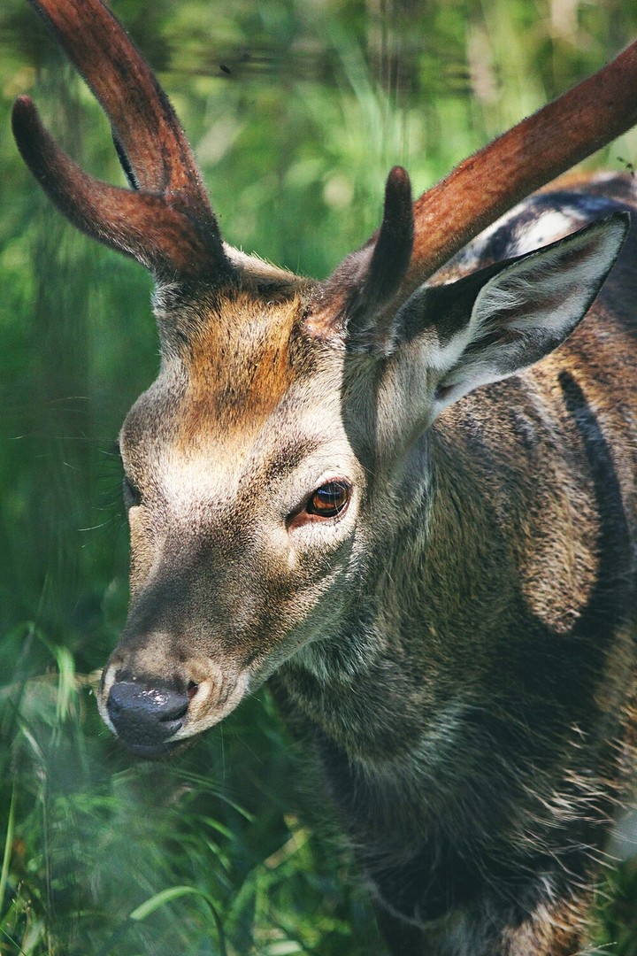 deer