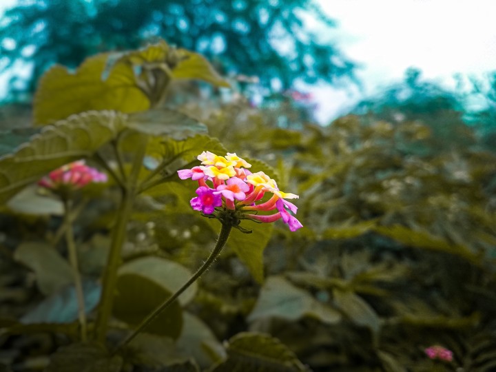 Mansoon beautiful nature