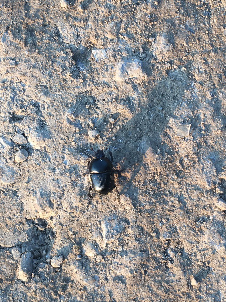 Insect