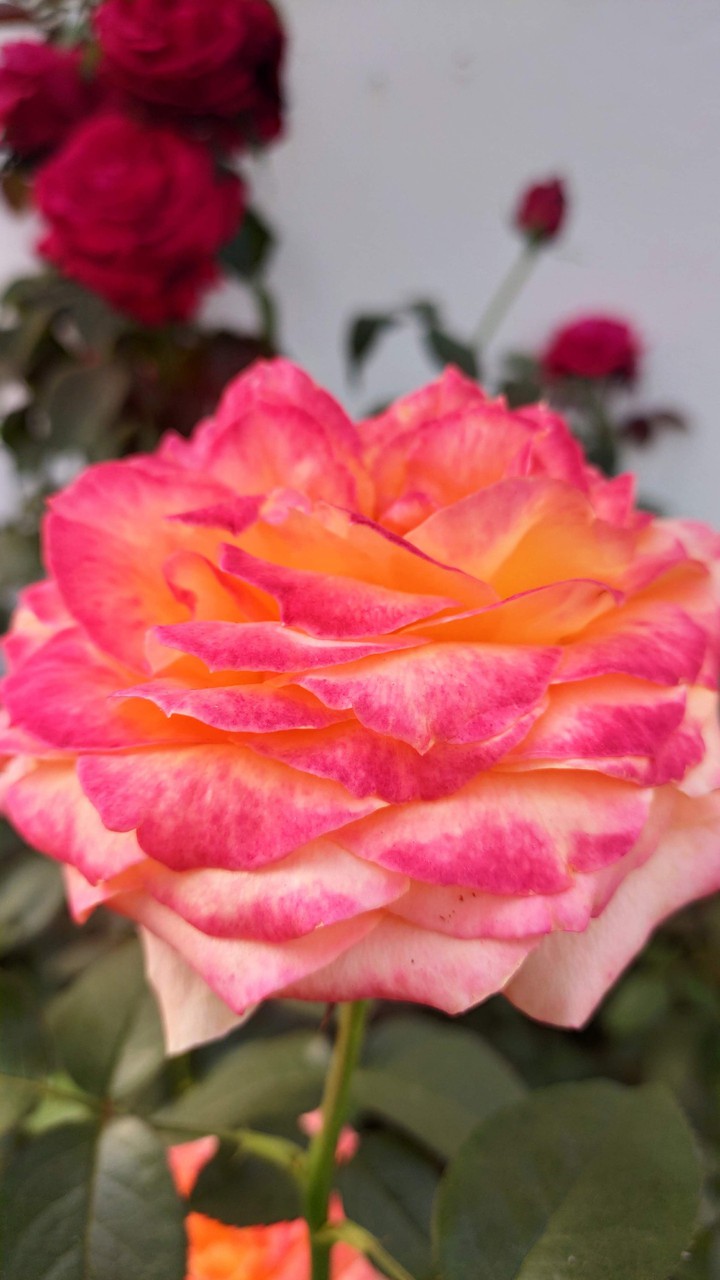 Rose Flower