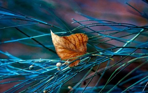 dried leaf