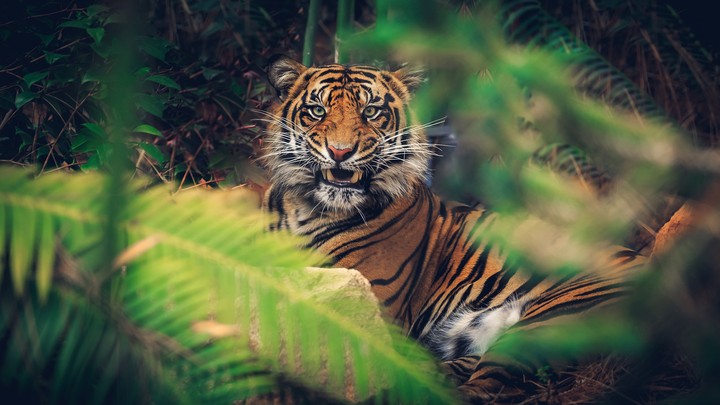 tyger