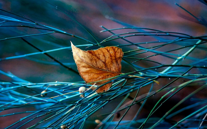 dried leaf