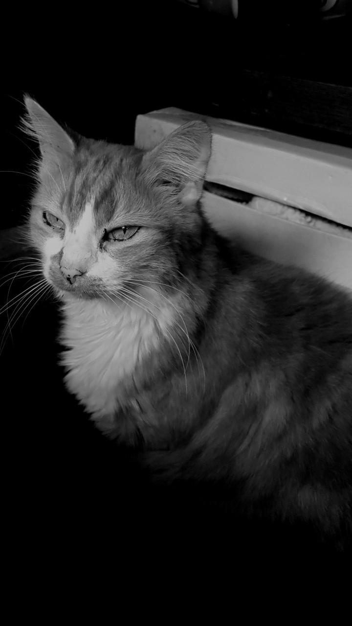 cats