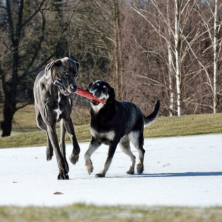 to play