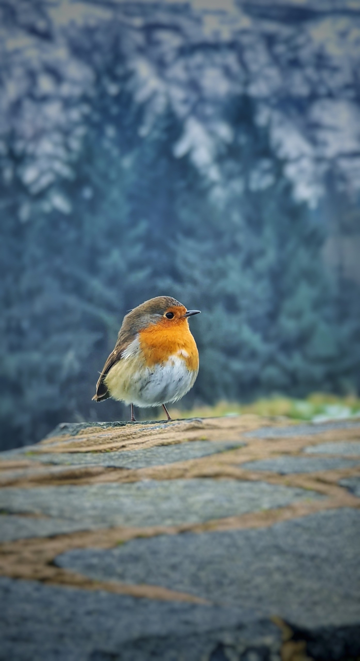 glenariff bird