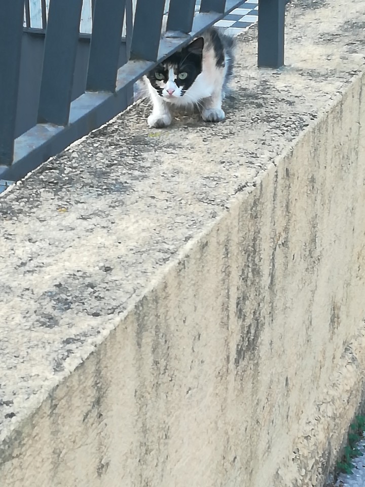 micio di strada