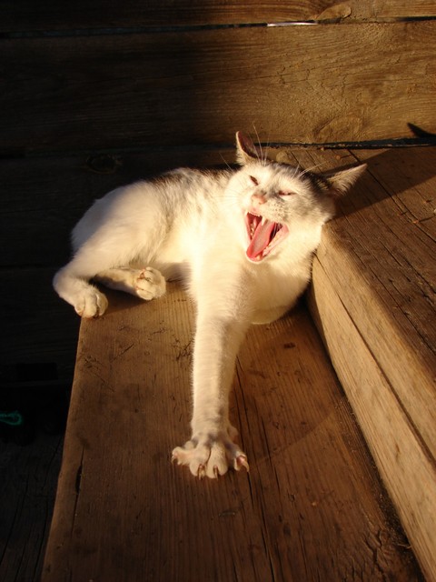 whiskers, felidae桌布