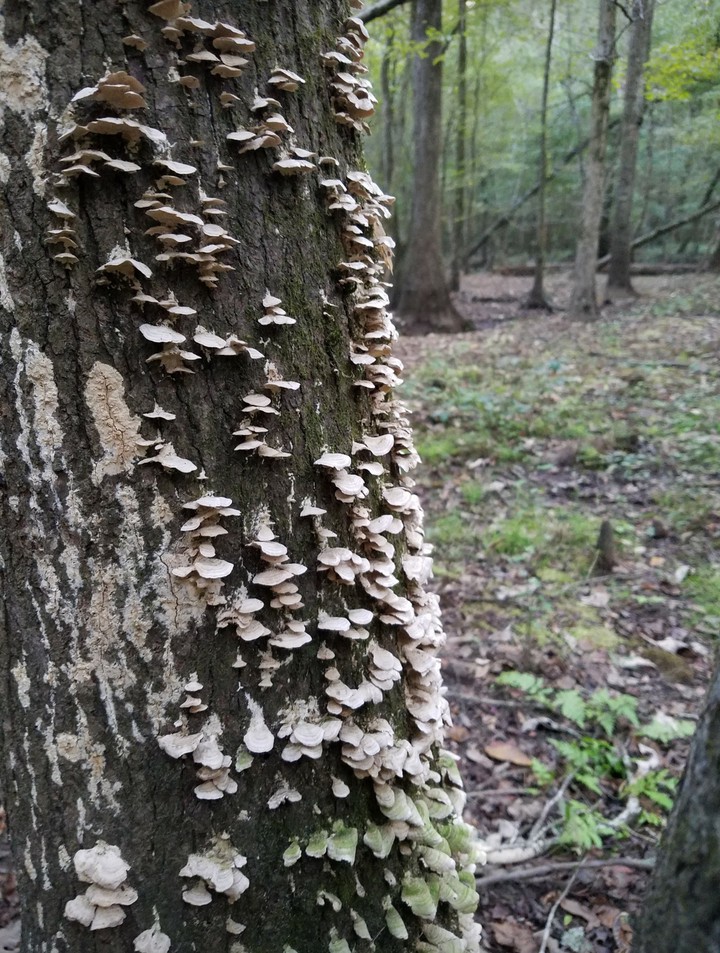 Shelf mushrooms