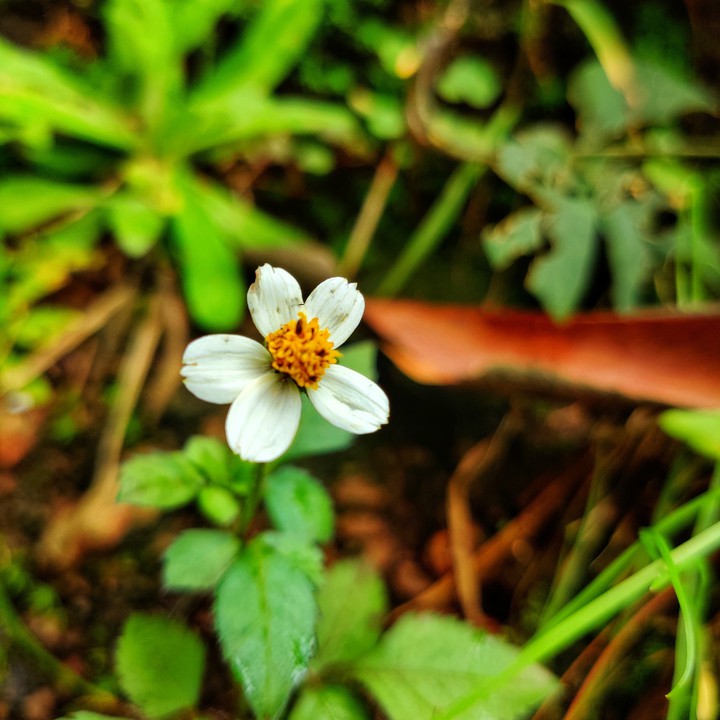 Flower