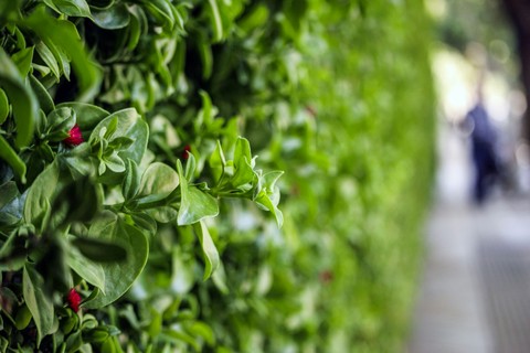 sedum wall