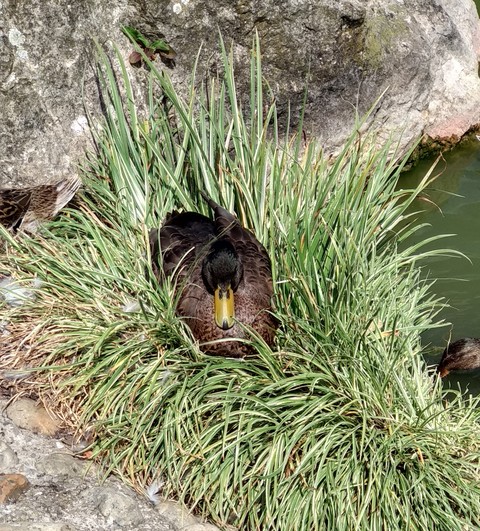 canard