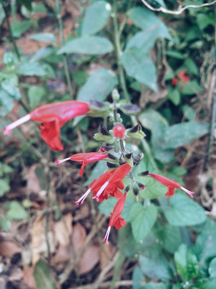 Tiny Flower