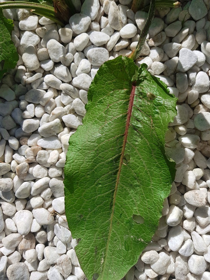 Leaf the Stones