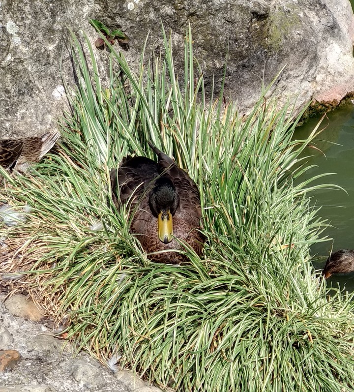 canard