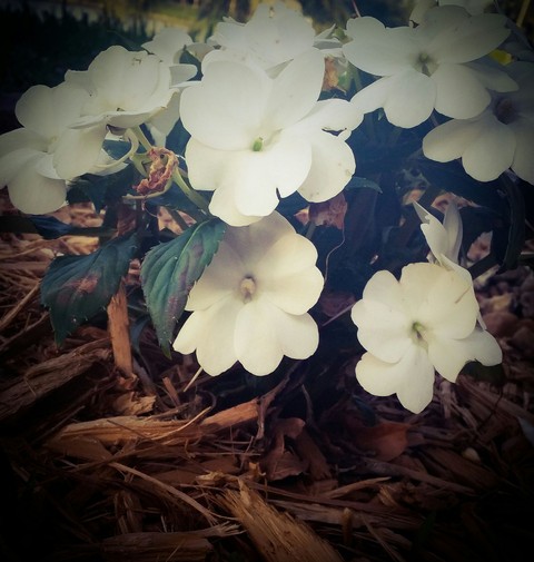 white flowers