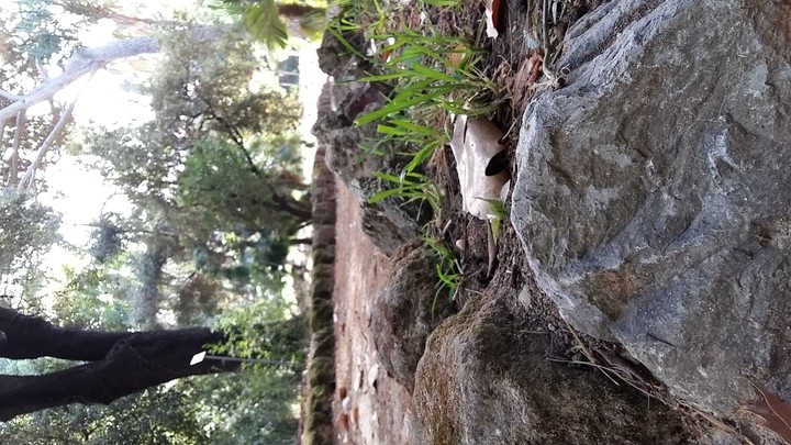Leaf & Rock