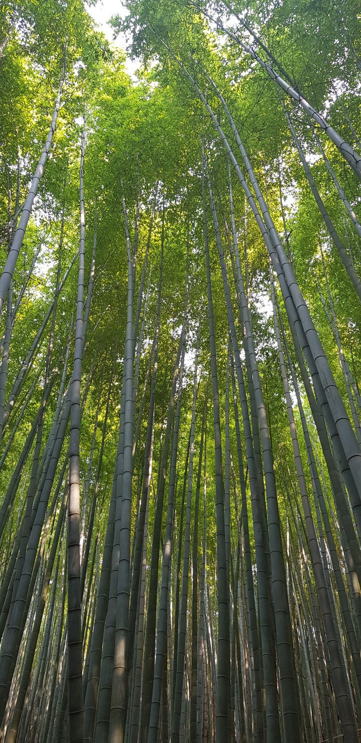 bambu