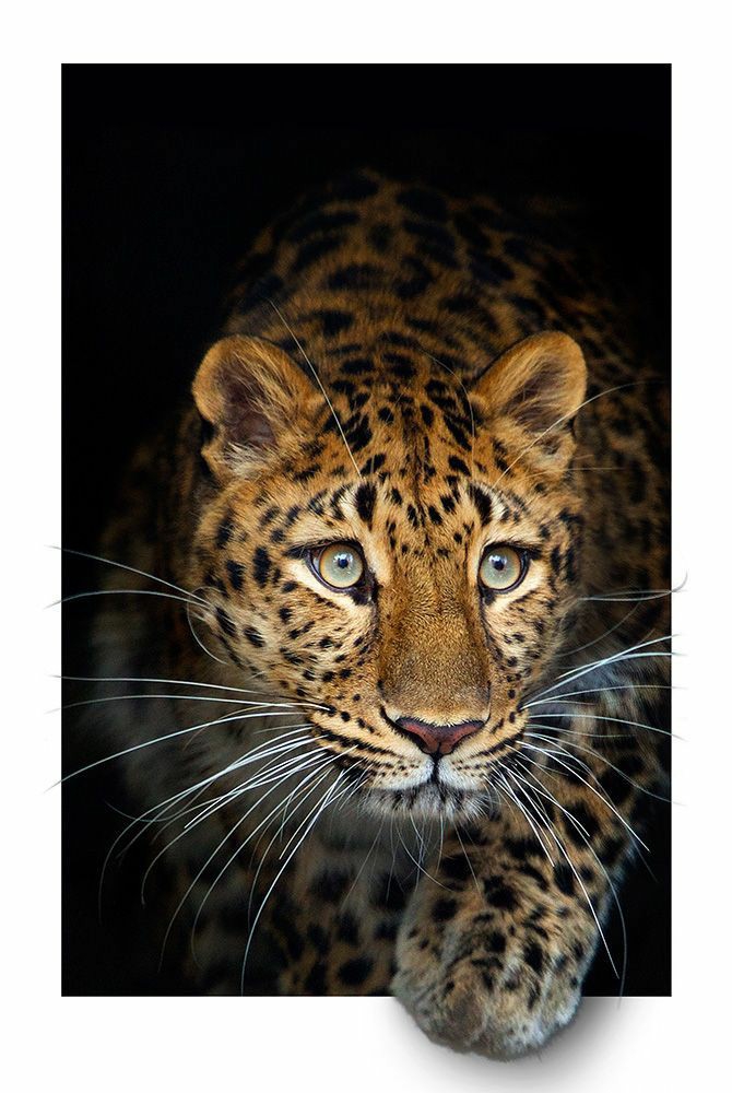 Awesome animal