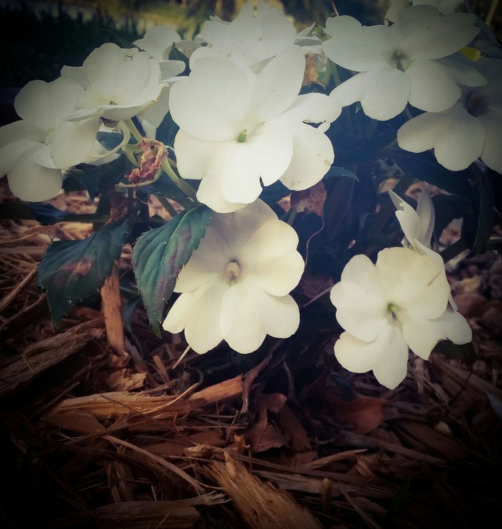 white flowers