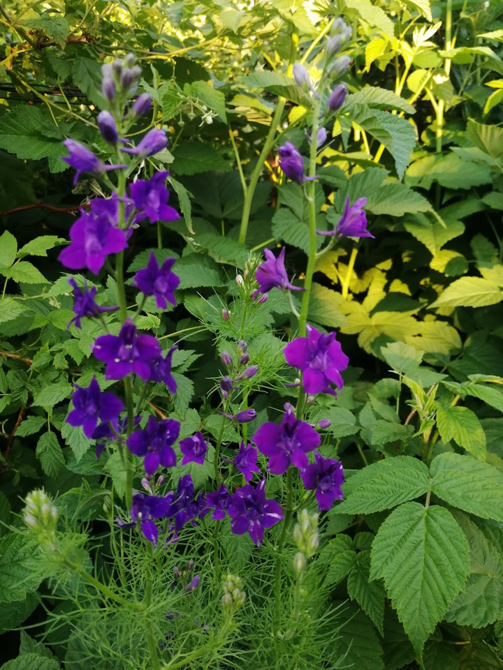 цветочки, flowers