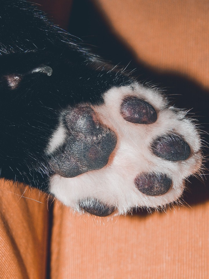 paws