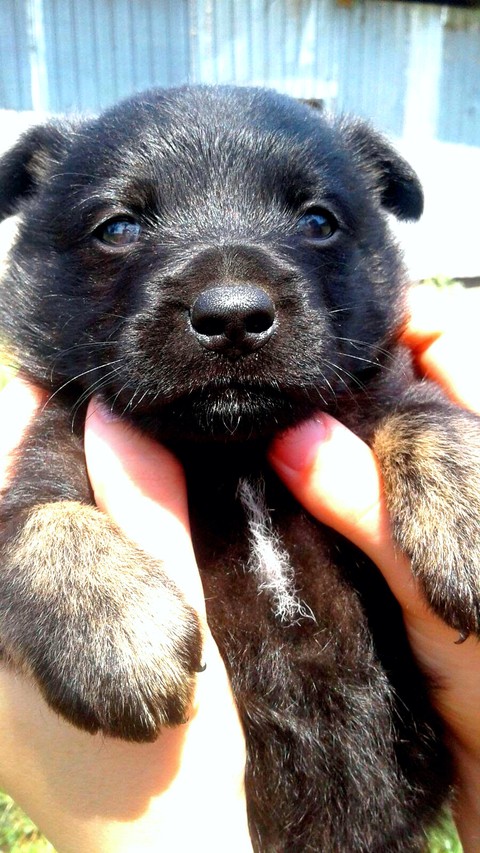 dog