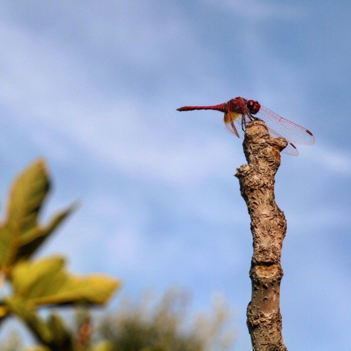 natura