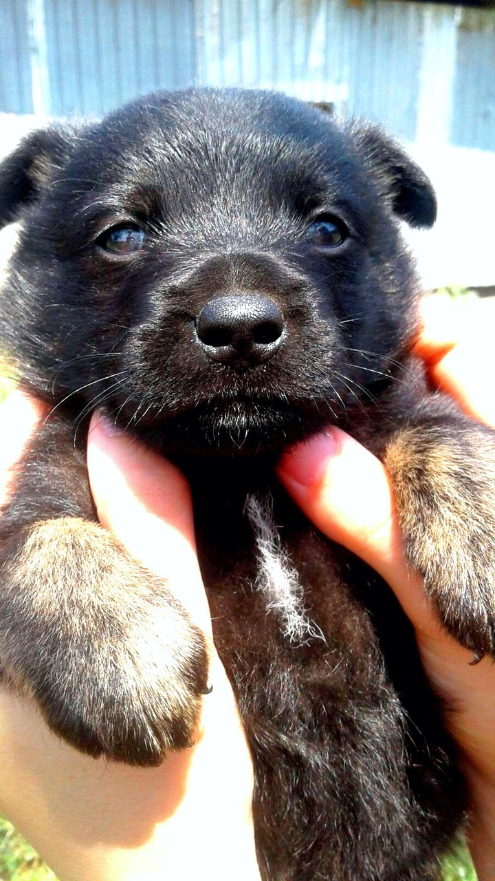 dog