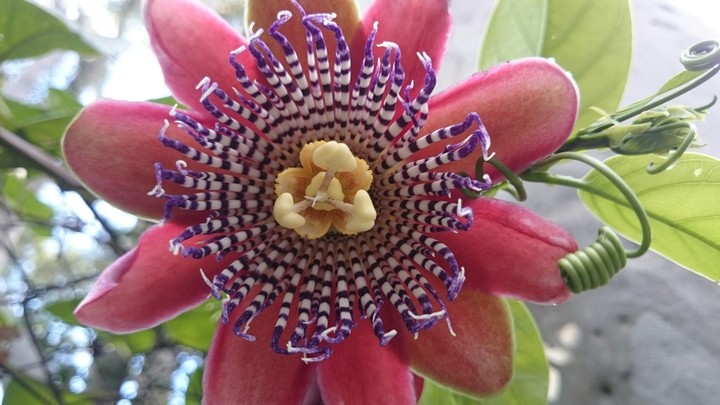 Flor de maracujá