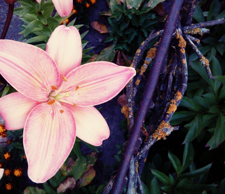 lily