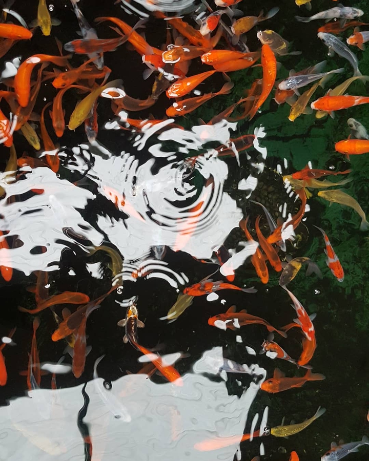 koi fish