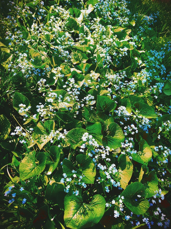 Brunnera