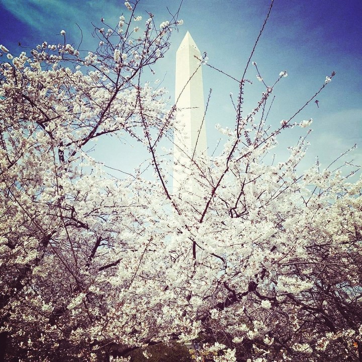 Washington's Cherry Blossoms