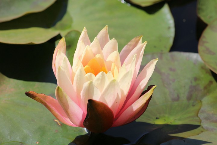 Lotus
