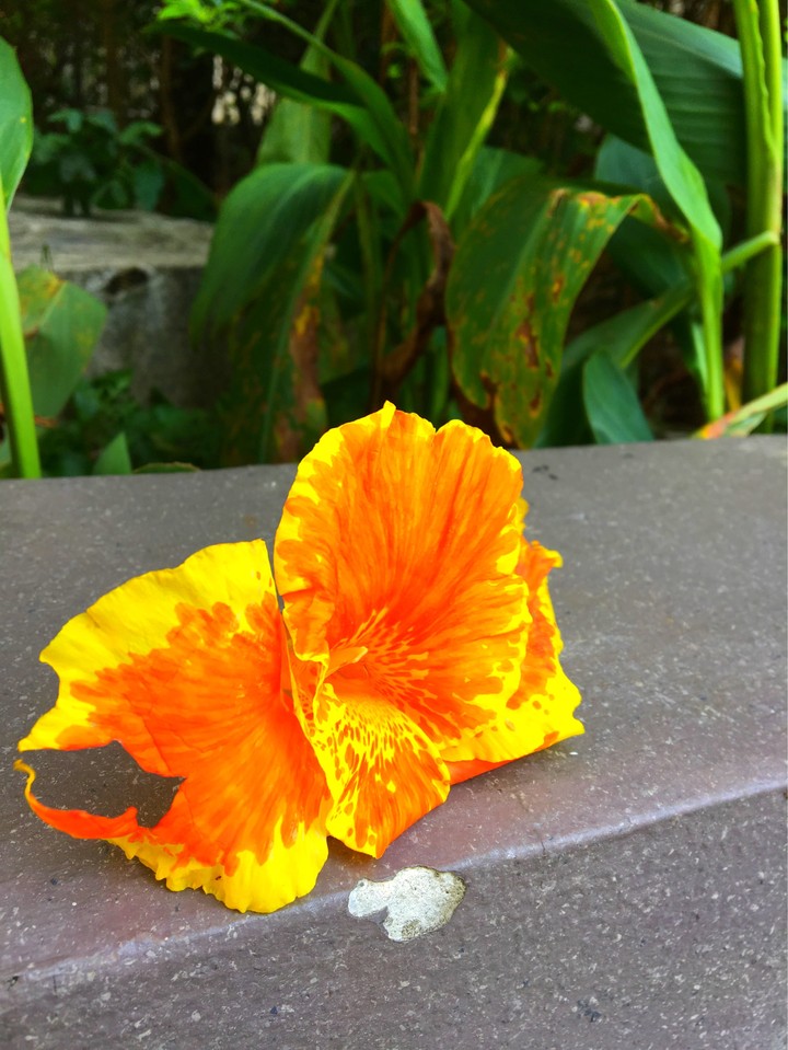 orange blessing