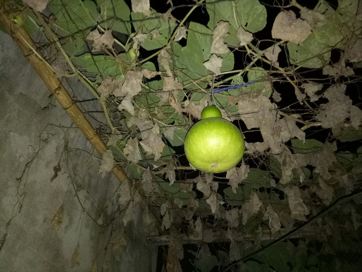 bầu bí