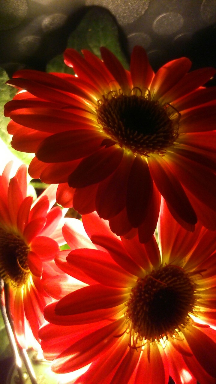 gerbera