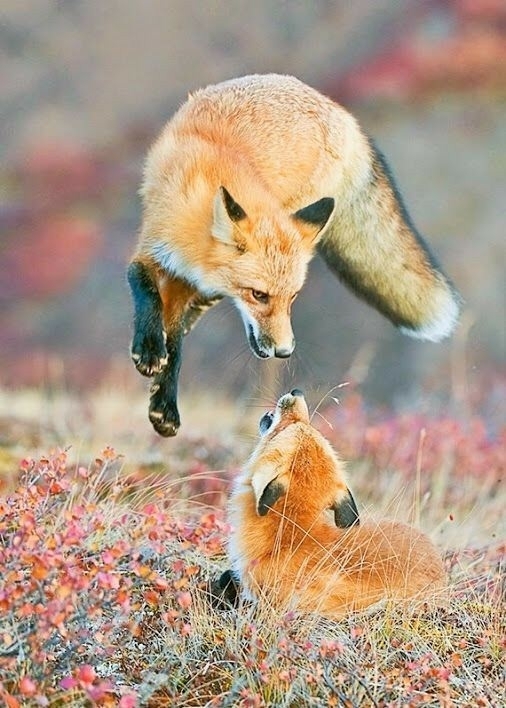 zorritos :3