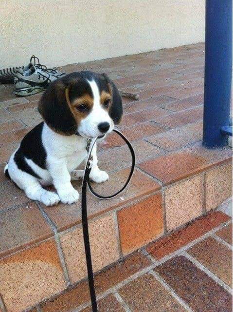 doggy