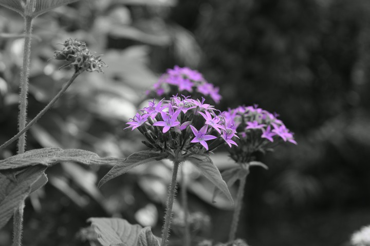 flower