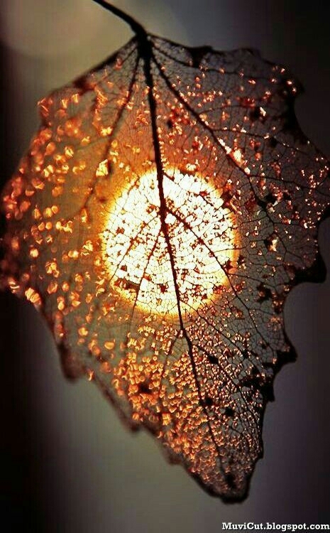 transparency